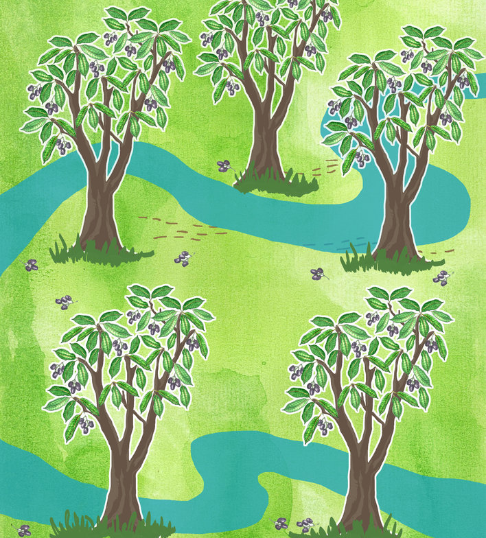 Five jamun trees, with winding stream