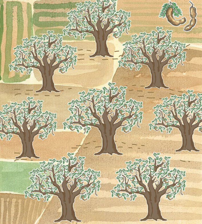 Eight tamarind trees