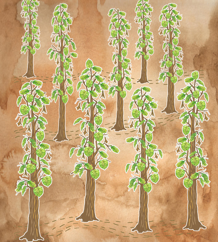 Nine sal trees in forest