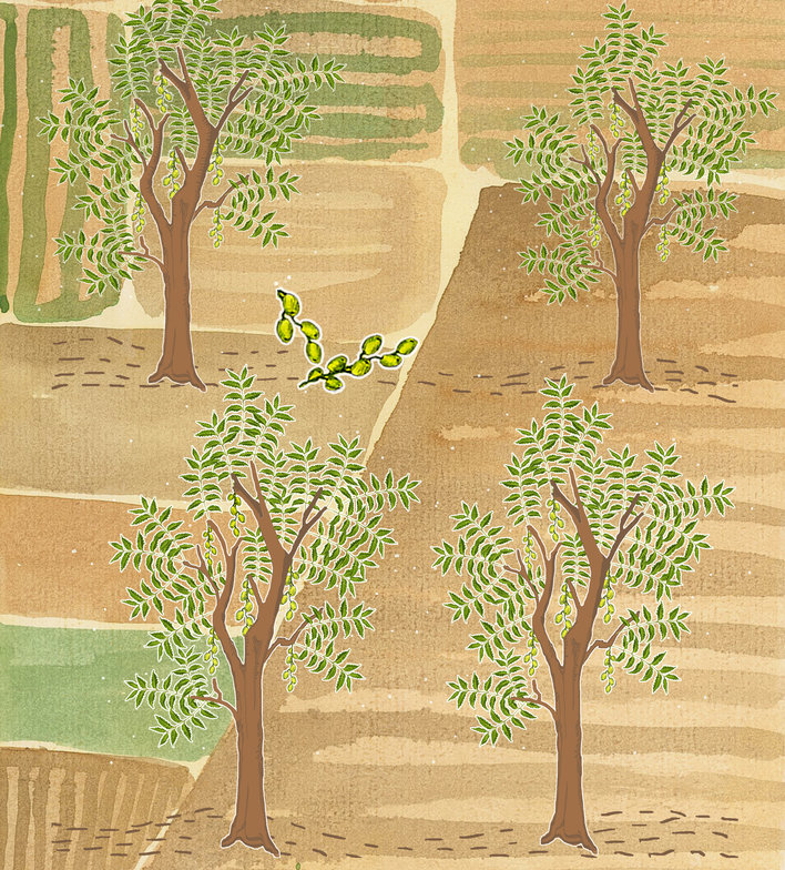 Five neem trees in fields