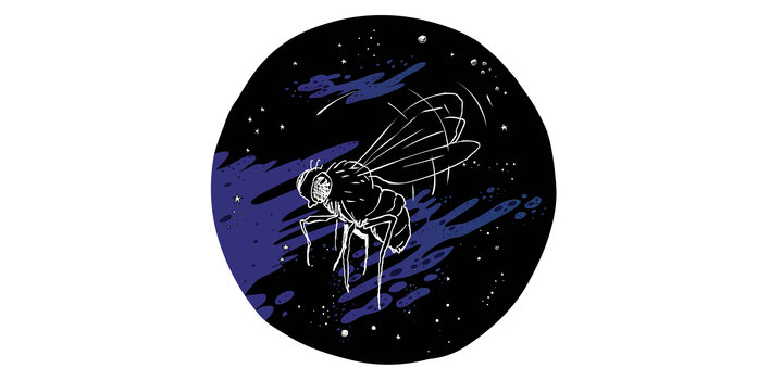 A fruit fly in space