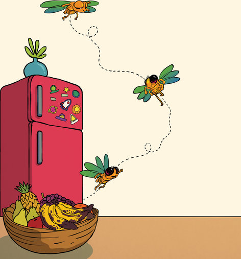 A fruit fly flying upward in the kitchen