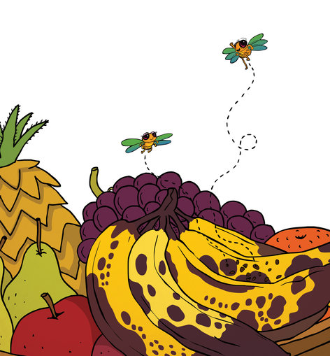 Fruits