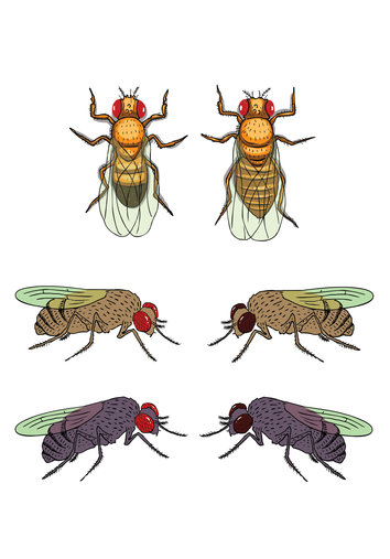 6 fruit flies