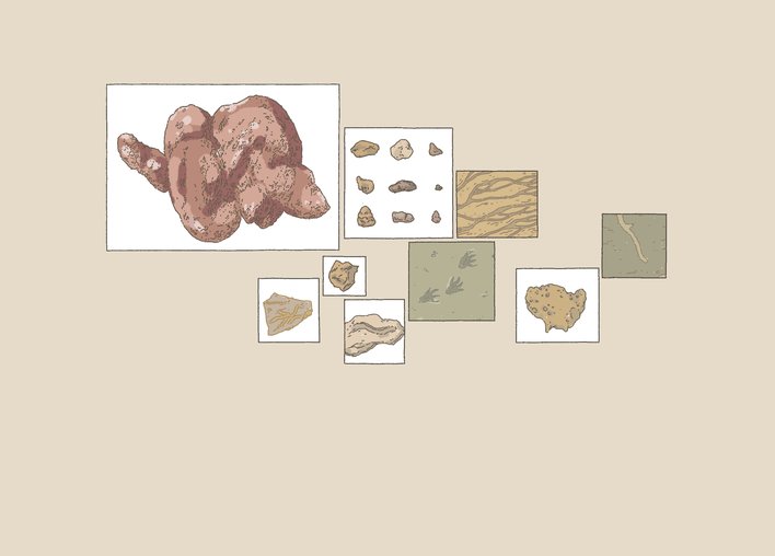 Trace fossils and coprolite