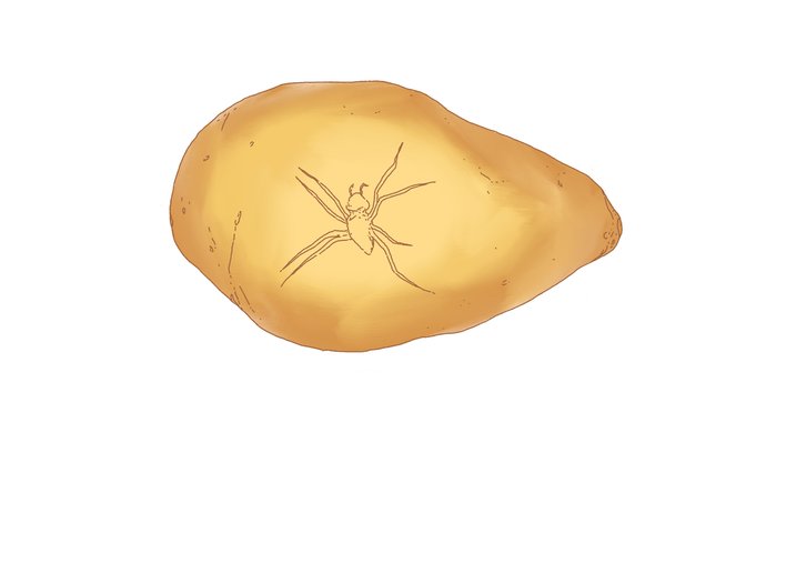 a spider fossil in amber sap