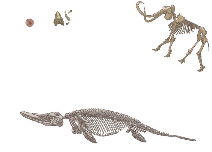 skeletons and fossils