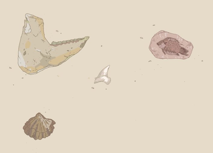 a display of fossils