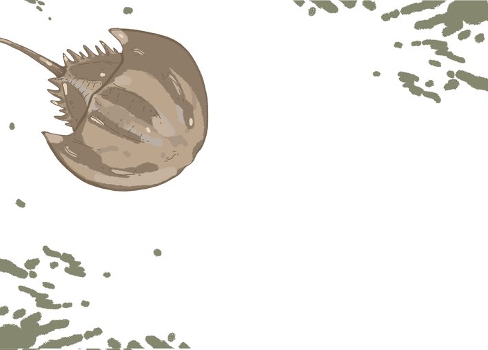Horseshoe crab