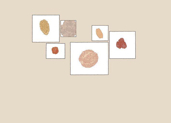 pollen and grain fossils
