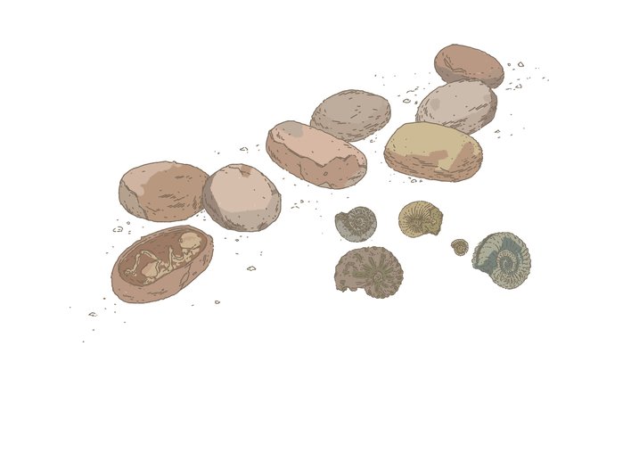 dinosaur-egg fossils and ammonites