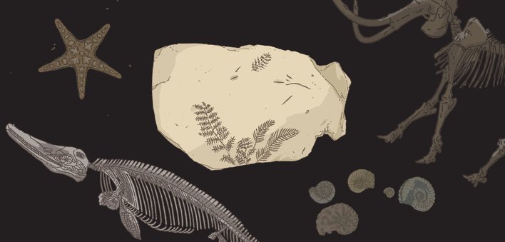 Fossils