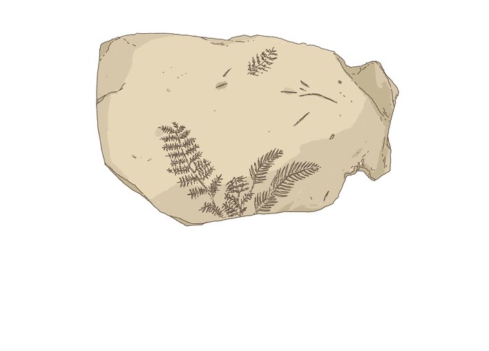 a fossil of a plant