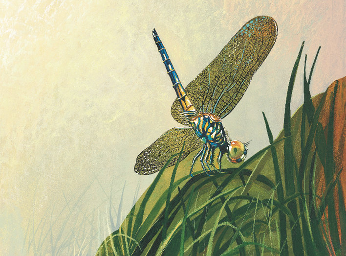 Dragonfly and vegetation