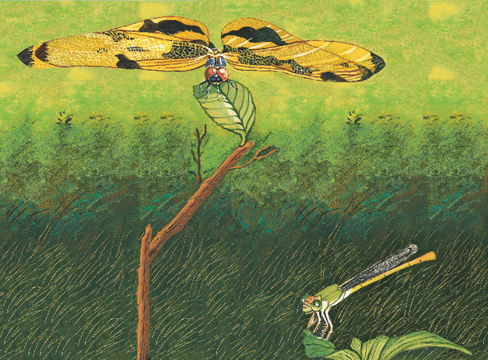 Dragonfly with wide wings on a leaf