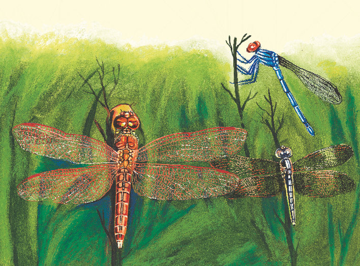 Damselflies and dragonflies
