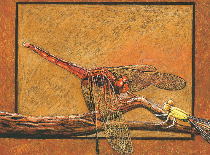 Dragonflies and damselflies on a branch
