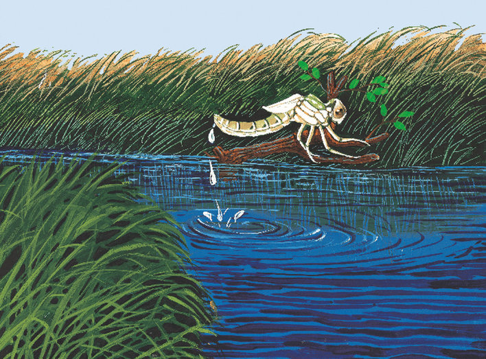Dragonfly laying egg in water