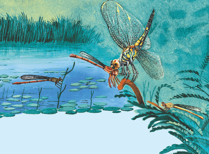 Dragonfly hunting over water