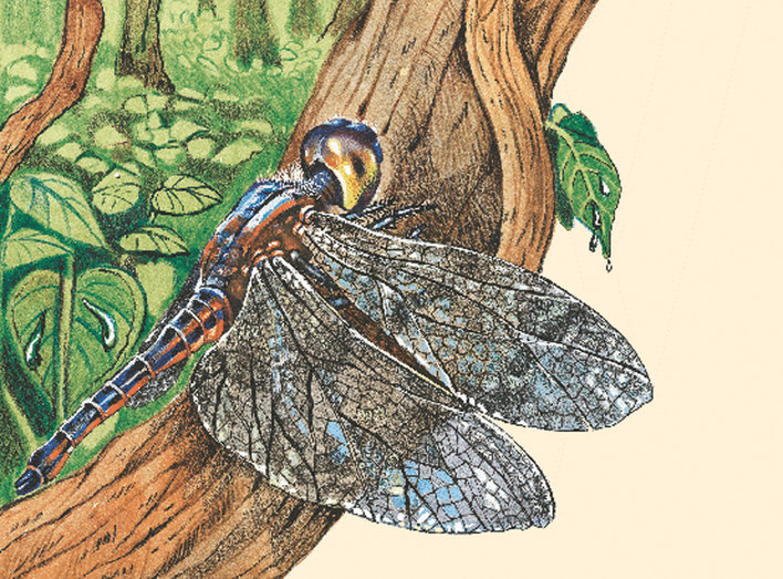 Dragonfly resting on a branch