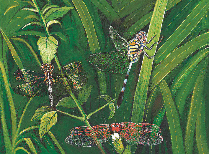 Wings of a dragonfly