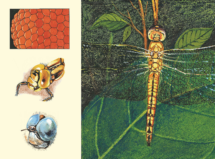 Eyes of a dragonfly