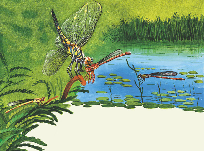 Dragonfly over water