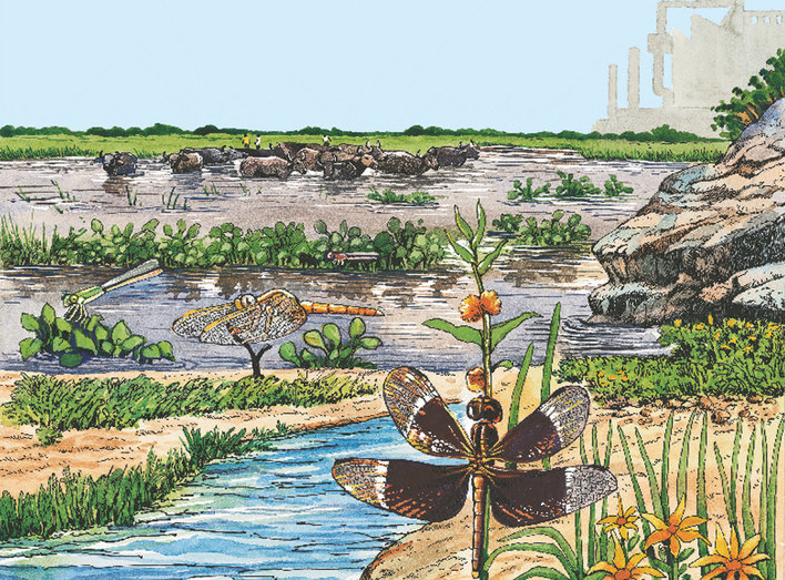 Dragonflies and mosquitoes over water