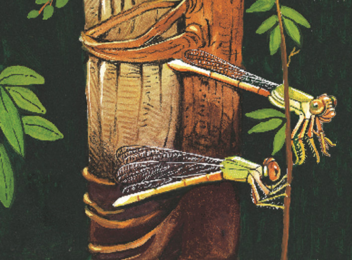 Dragonfly and damselfly together