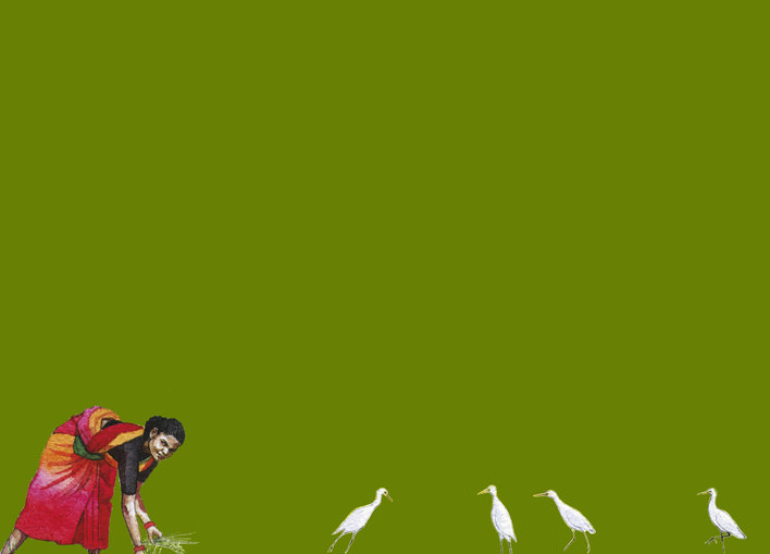 A woman working with egrets roaming around her