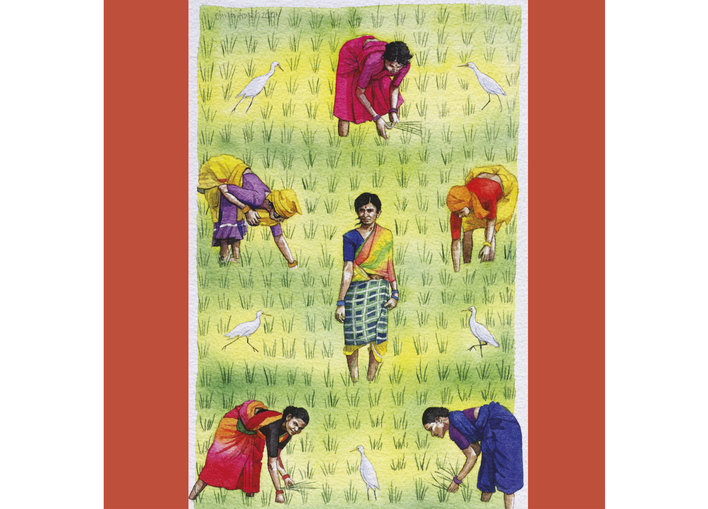 Women working in paddy fields