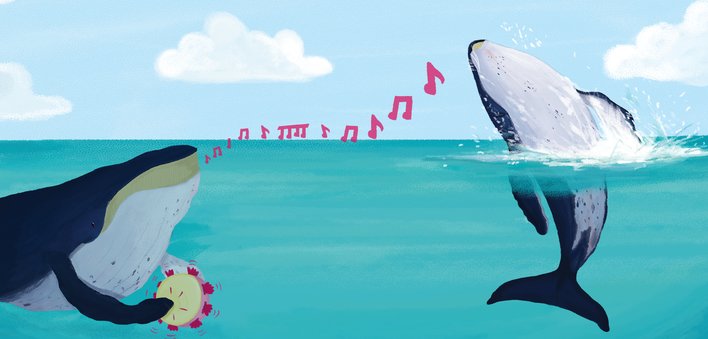 A whale breaching