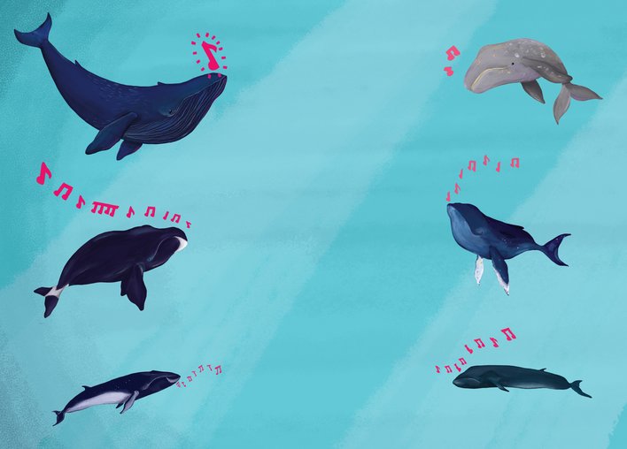 Different types of whales