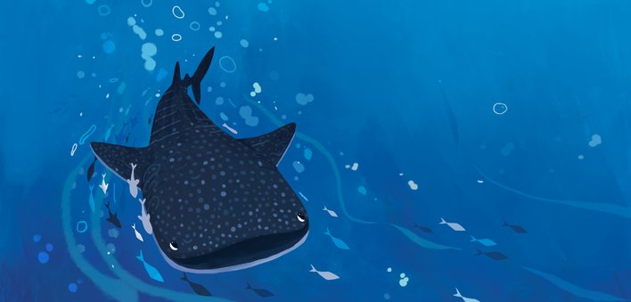 A whale shark swimming happily