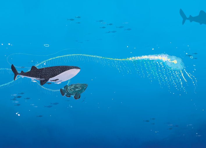 Whale shark with a giant grouper and a siphonophore