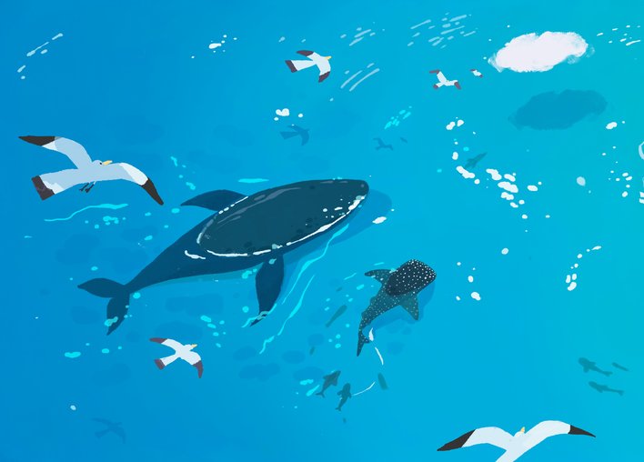 Whale shark swimming next to a blue whale