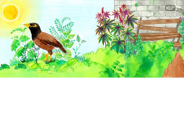 A myna hopping towards the sun with excitement