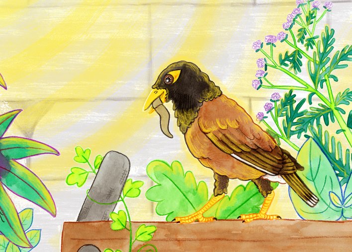 A myna gobbles up a gecko