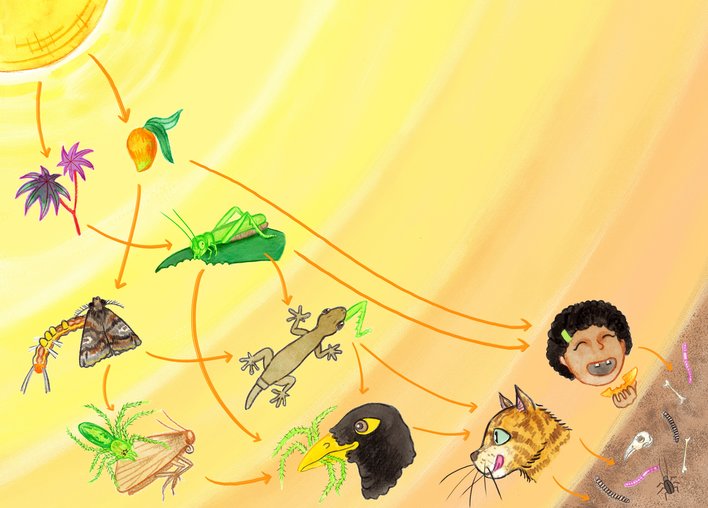 An example of a food web