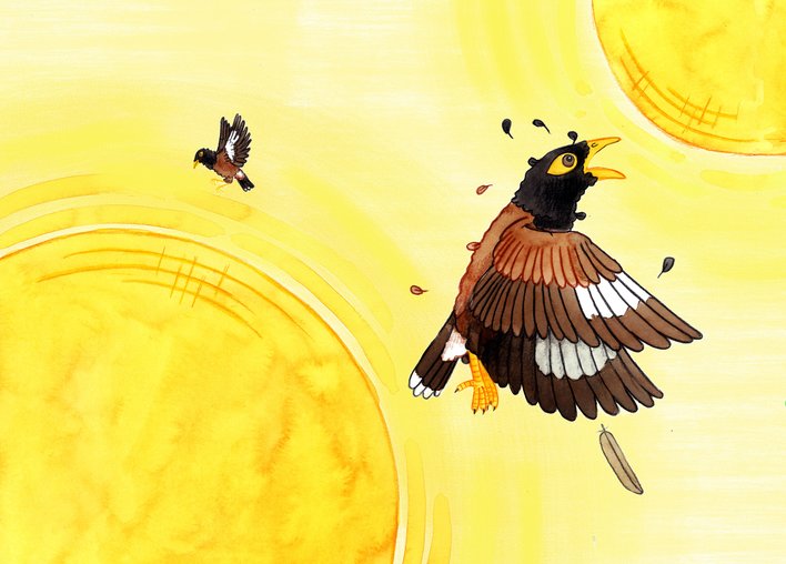 A myna flies towards the sun