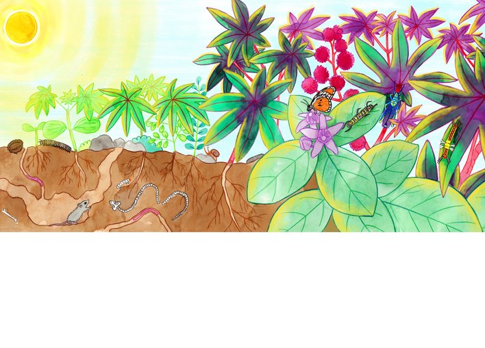 An ecosystem of plants animals and insects