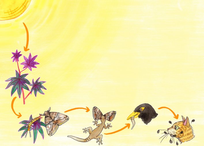 An example of a food chain