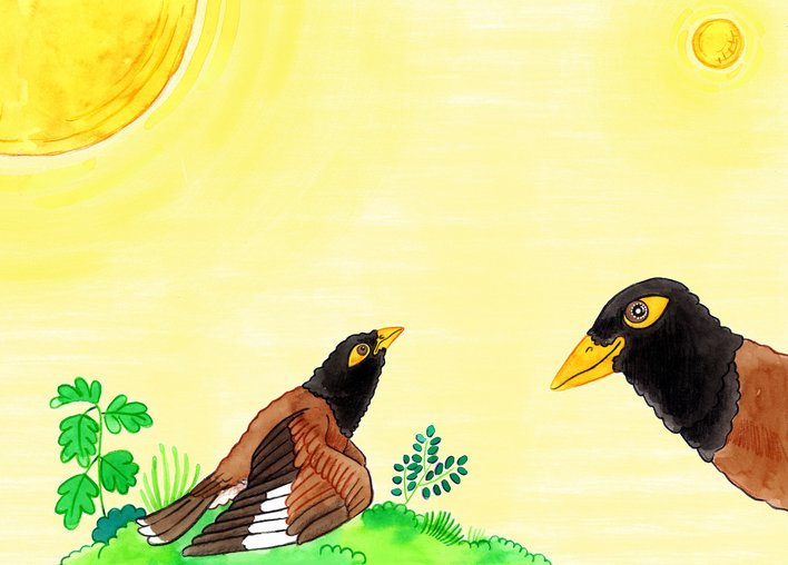 A determined myna stares at the sun
