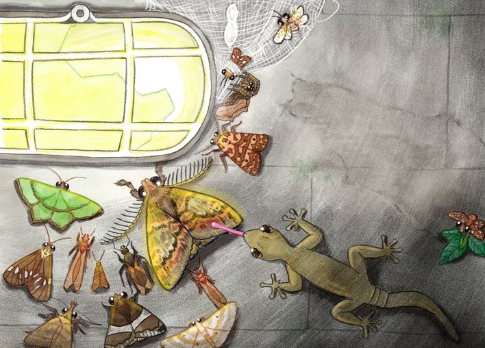 A gecko catches a moth near a light bulb