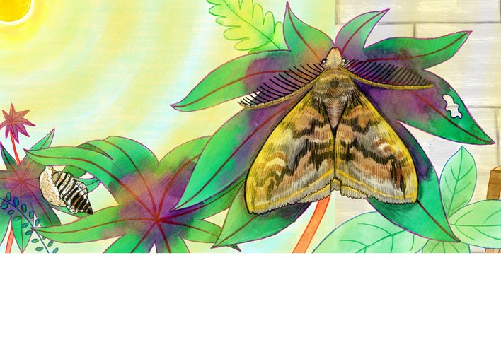 A caterpillar turning into a moth