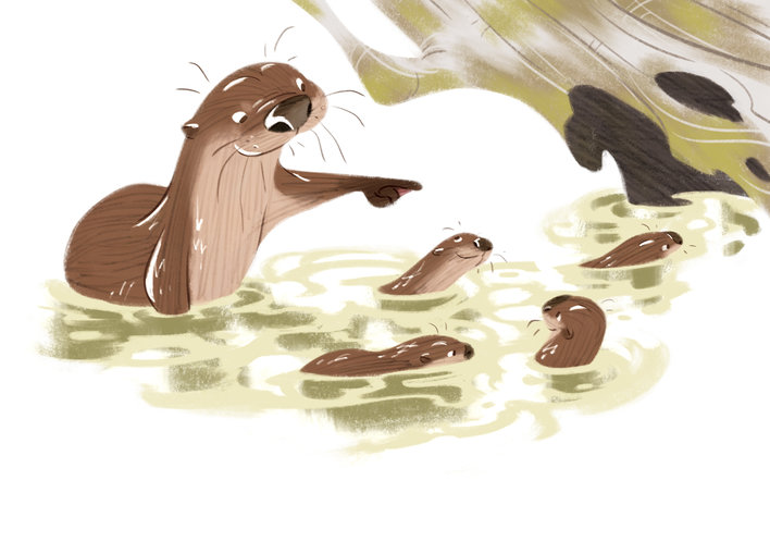 Otters in the river