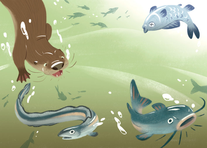 Otter looking at dead fish