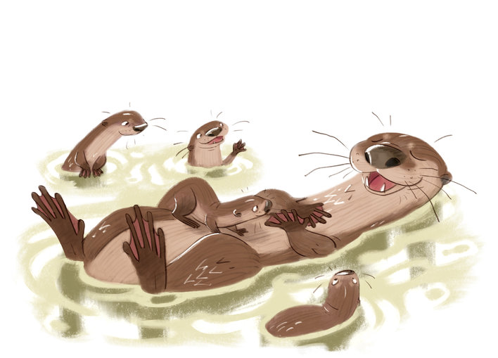 Otters playing in the river