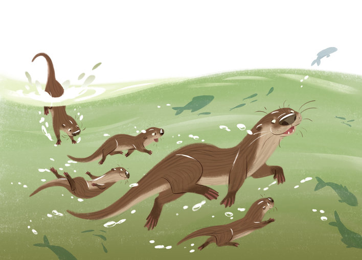 Otters swimming