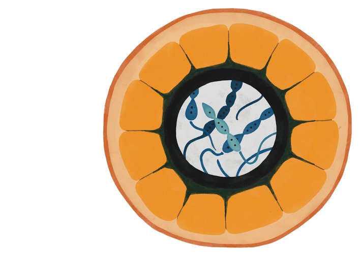 Cross section of an orange